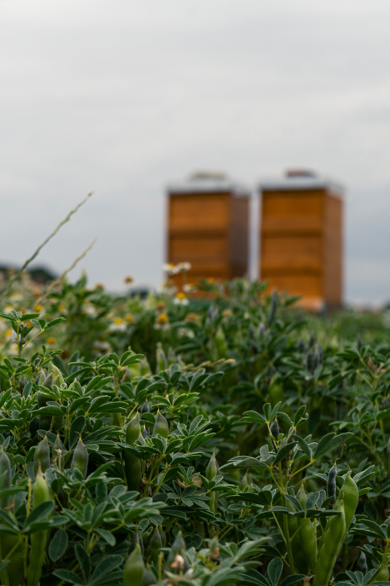 Landwirtschaft,Nachhaltig,Ackerbau,Bienen